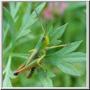 Chorthippus parallelus - Gemeiner Grashuepfer 08.jpg